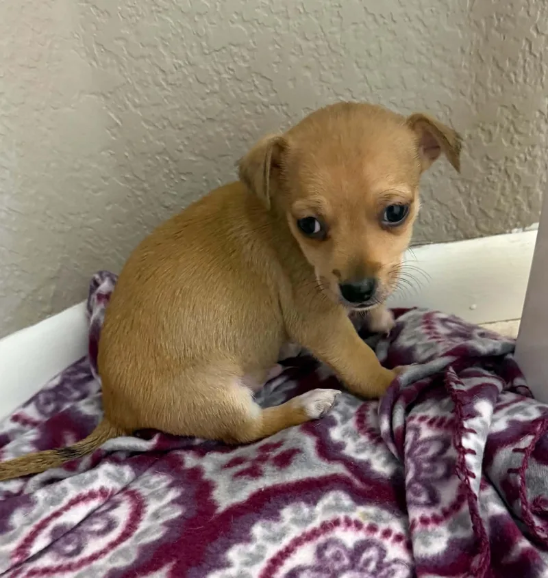 A baby small-sized male Chihuahua dog named Chico for adoption in Windsor, CO