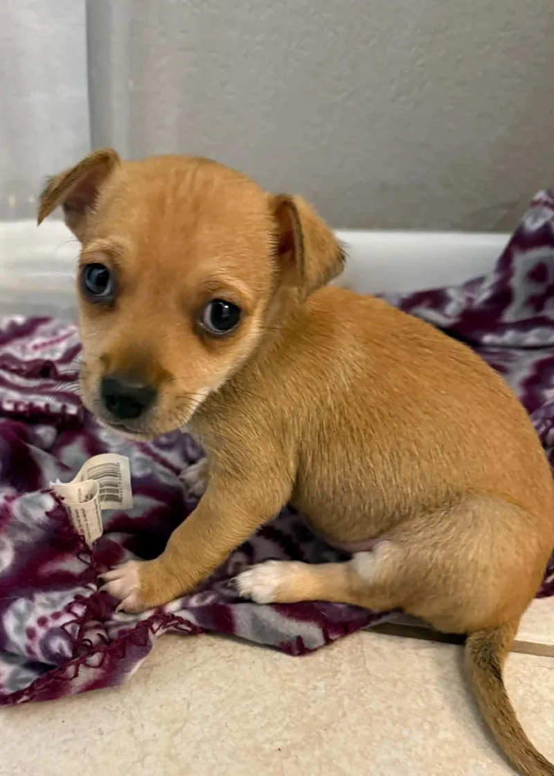 Chico thumbnail 2