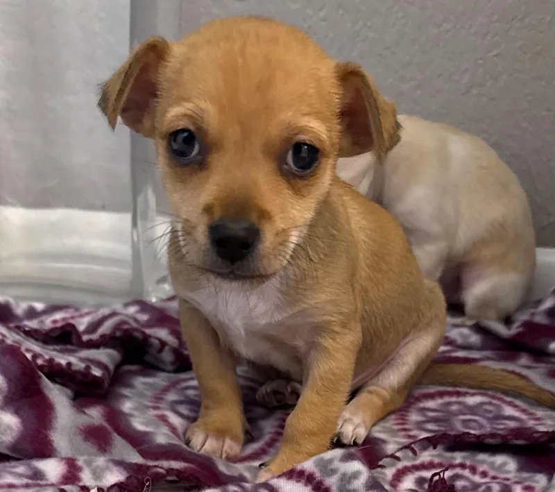 Chico thumbnail 3
