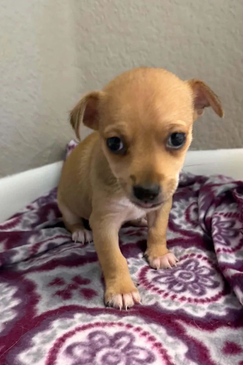 Chico thumbnail 4