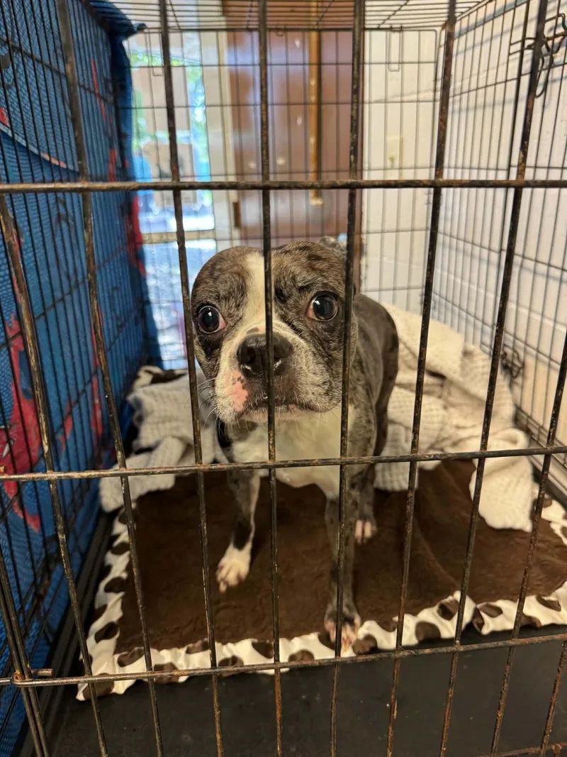 A young small-sized female Merle (Blue) Boston Terrier dog named Allie for adoption in Anderson, IN