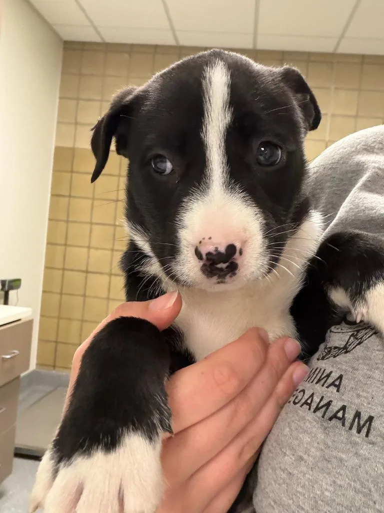A baby small-sized female Mixed Breed dog named Cream for adoption in Greenfield, IN
