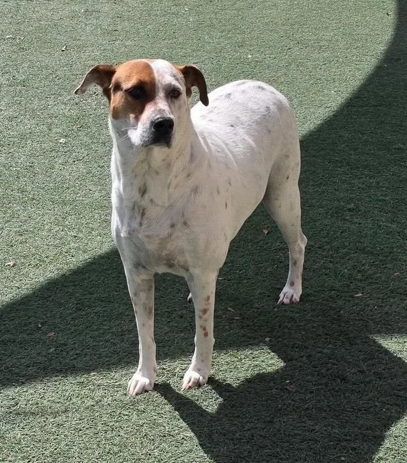 An adult medium-sized female Australian Cattle Dog / Blue Heeler dog named Amanda for adoption in Rockwall, TX