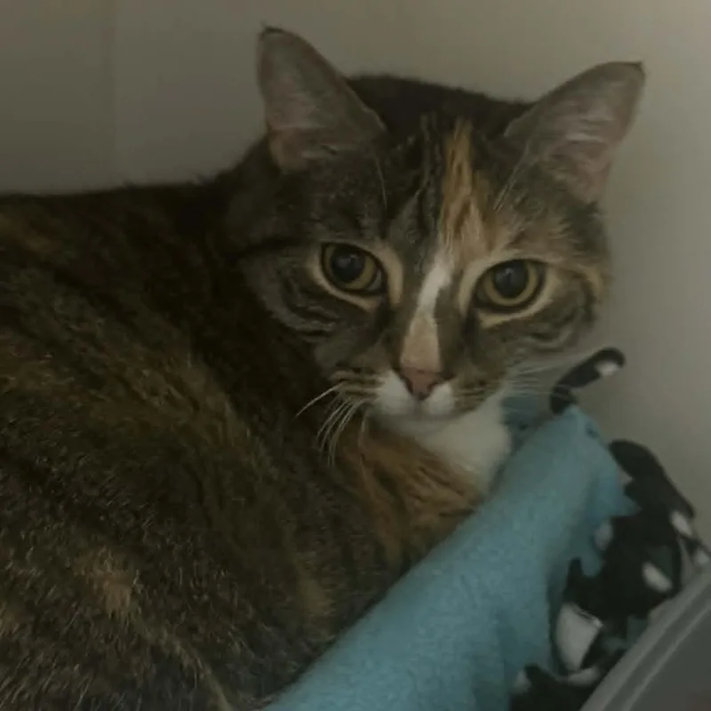 An adult large-sized female American Shorthair cat named Shiloh for adoption in Danbury, CT