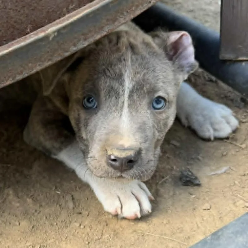 A baby medium-sized male Brindle Pit Bull Terrier dog named Gucci for adoption in Olathe, KS