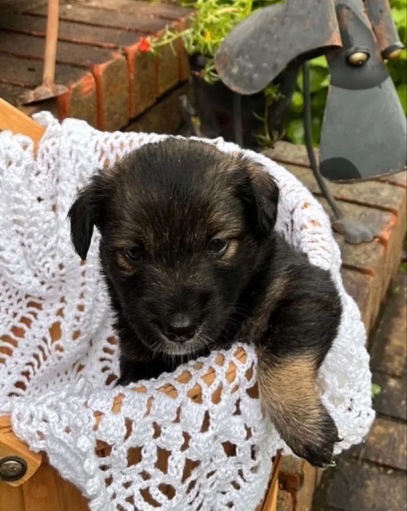 A baby small-sized female Terrier dog named Roxy for adoption in Royal Palm Beach, FL