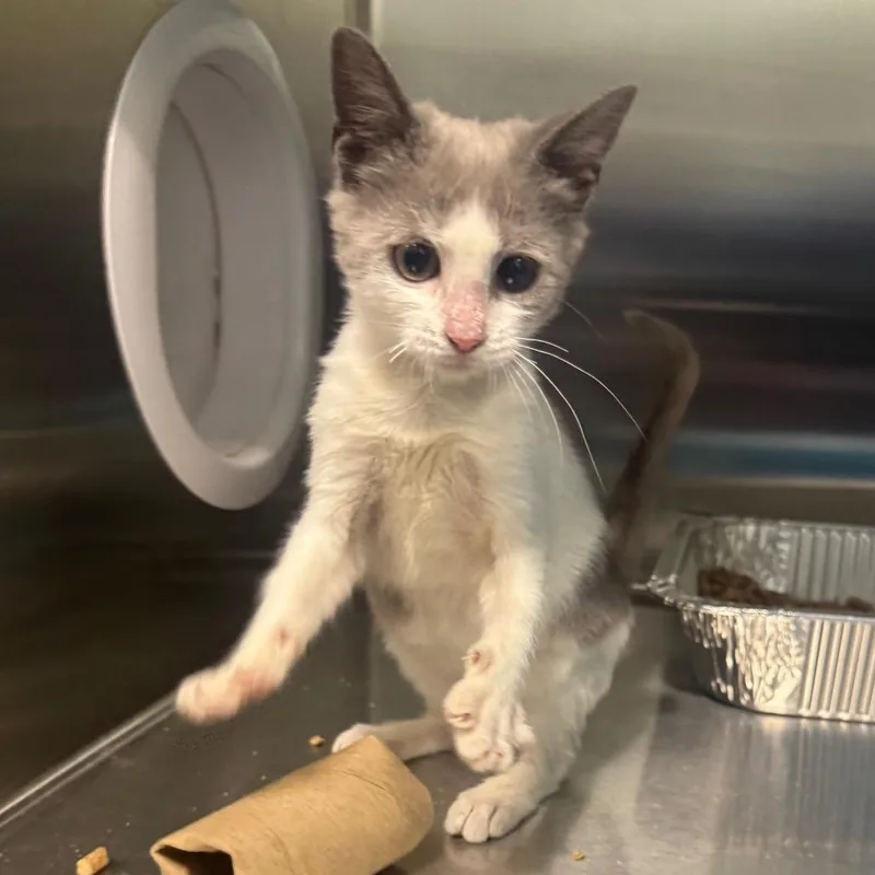 A baby small-sized female Gray / Blue / Silver Domestic Short Hair cat named Bertie for adoption in Greensboro, NC
