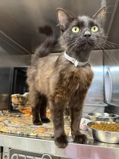 A young small-sized female Domestic Medium Hair cat named Sun Baby for adoption in Sevierville, TN