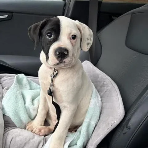 A baby small-sized female White / Cream Pit Bull Terrier dog named Liliana for adoption in Charlottesville, VA