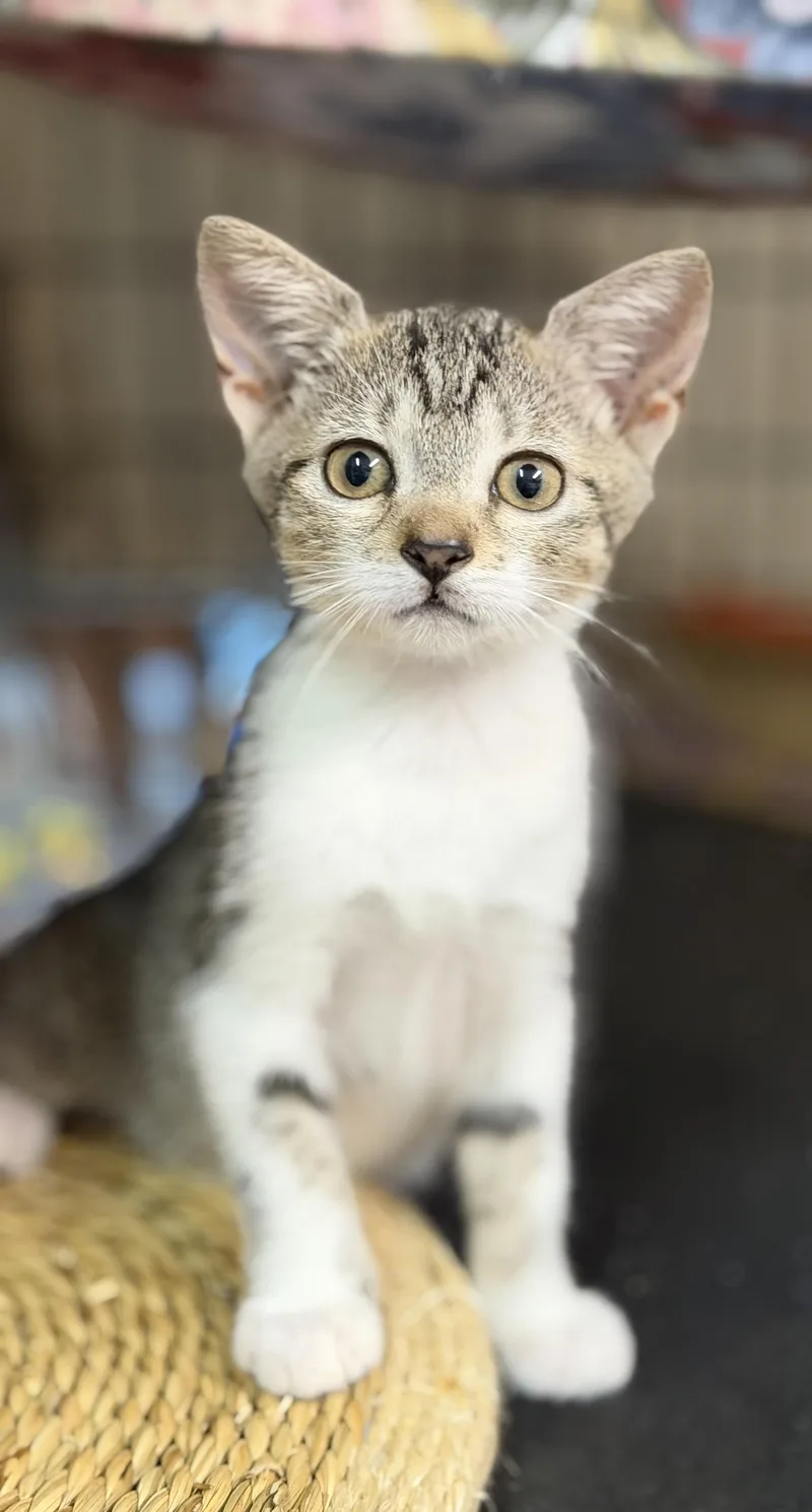 Angelina Purrkins