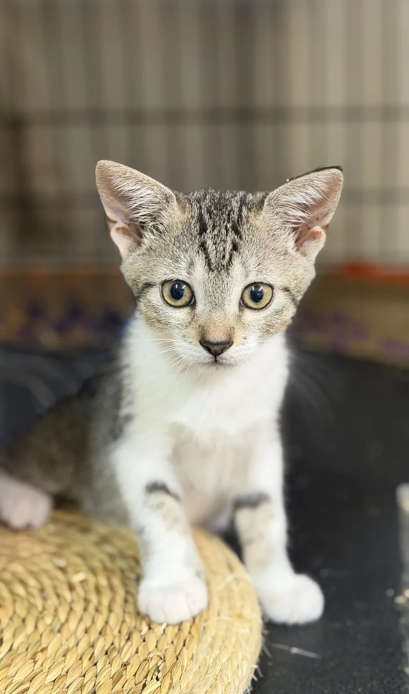 Angelina Purrkins thumbnail 2