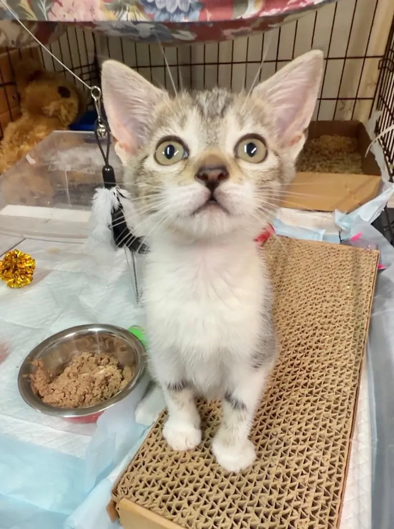 Angelina Purrkins thumbnail 3