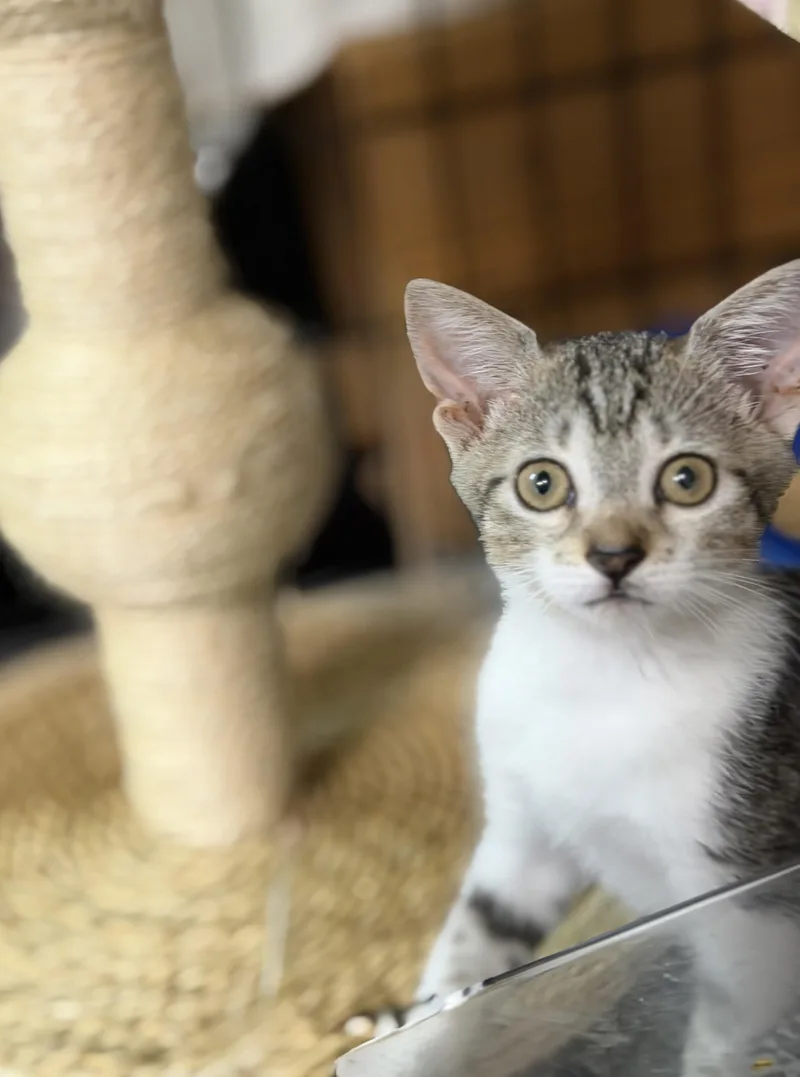 Angelina Purrkins thumbnail 4