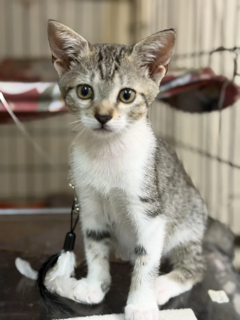 Angelina Purrkins thumbnail 5