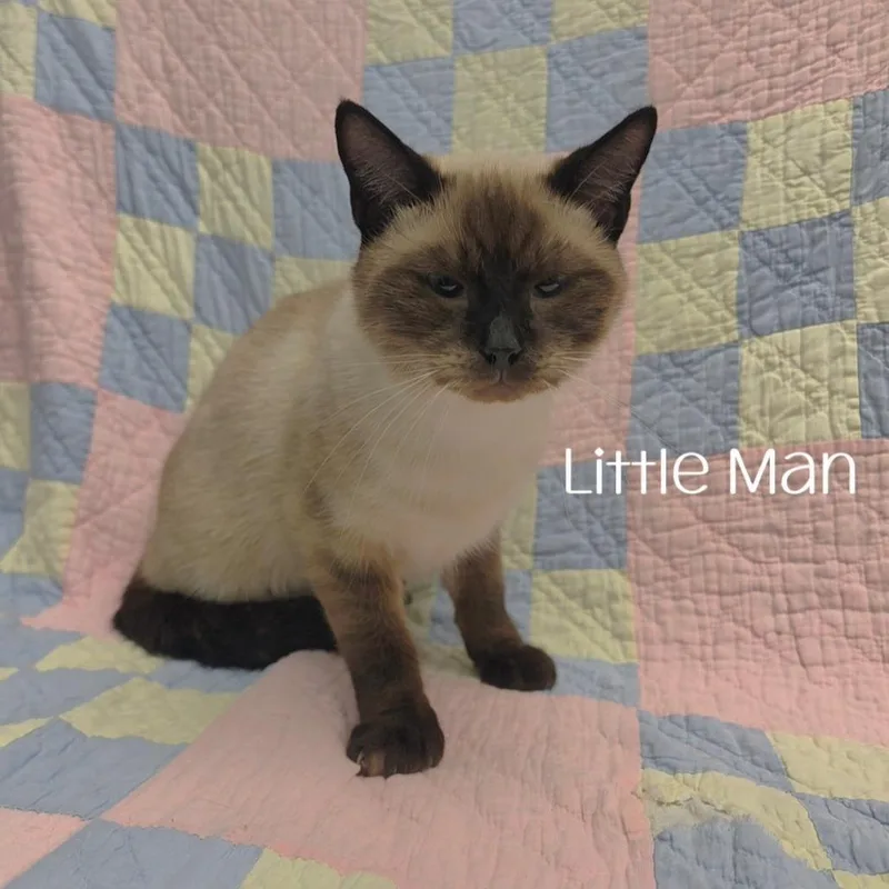An adult medium-sized male Siamese cat named Little Man for adoption in Parkersburg, WV