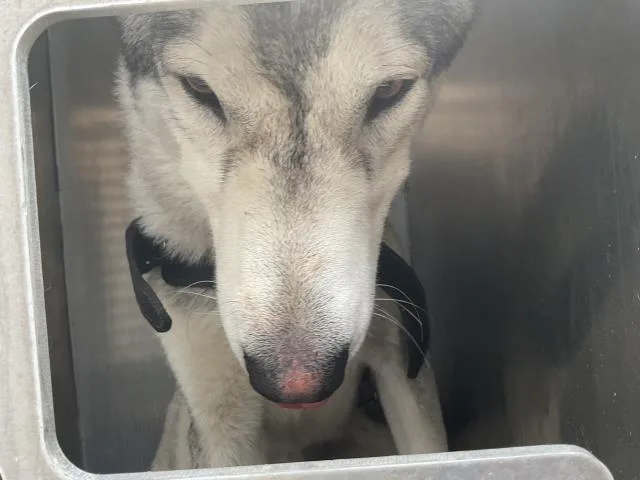 An adult medium-sized male Husky dog named Sterling for adoption in Ontario, CA