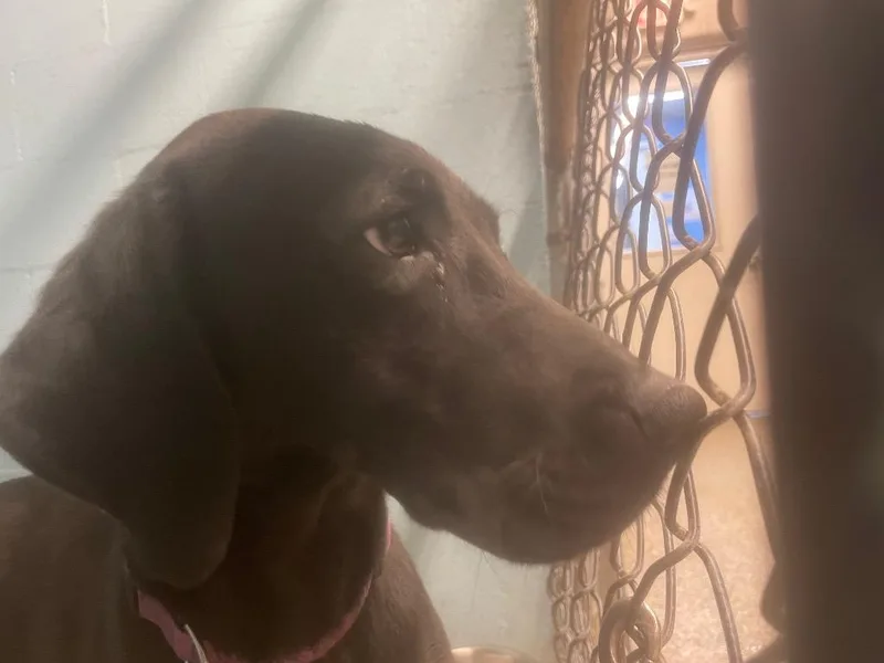 A young large-sized female Labrador Retriever dog named Pepper for adoption in Blountville, TN