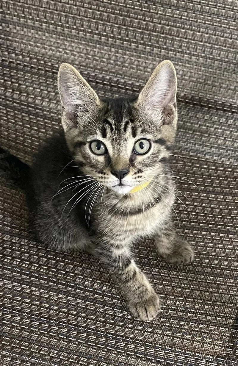 A baby medium-sized male Domestic Short Hair cat named Garret for adoption in Oviedo, FL