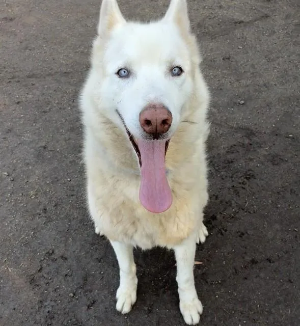 A senior large-sized male Siberian Husky dog named Blu for adoption in Riverside, CA