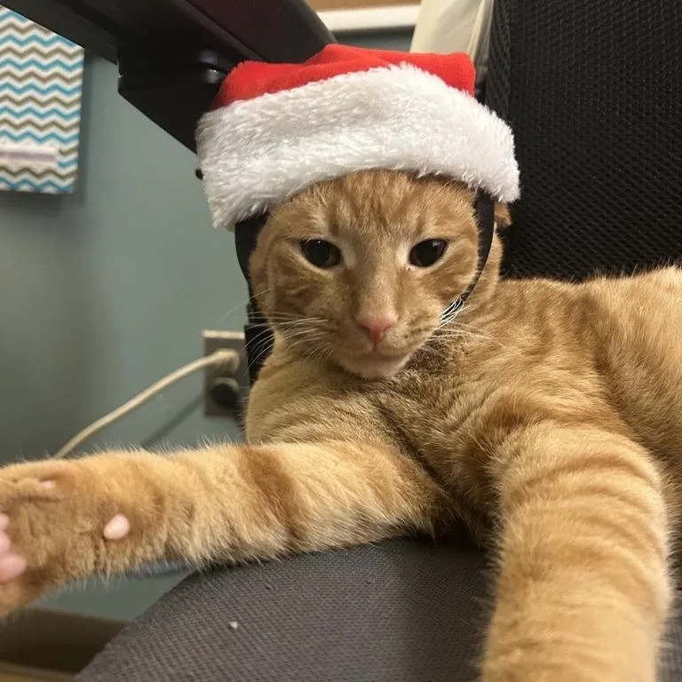 A young medium-sized male Orange / Red Domestic Short Hair cat named Slipper for adoption in Baltimore, MD