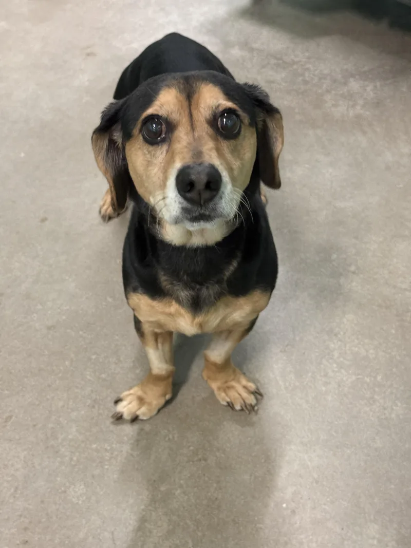 An adult small-sized male Black Dachshund dog named Noonk for adoption in Phoenix, AZ
