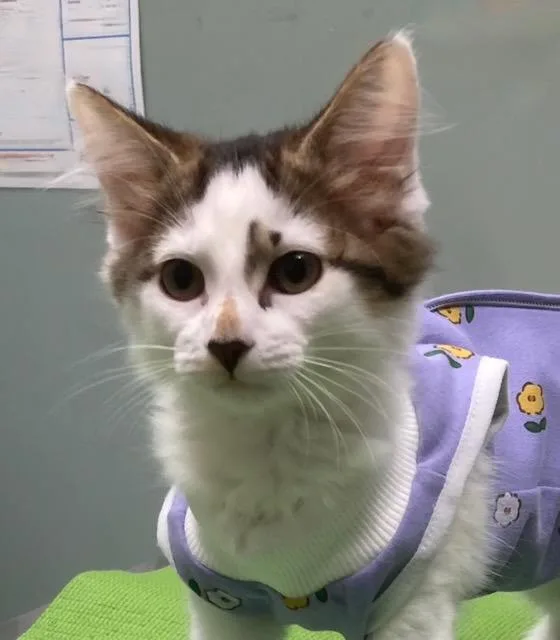 A baby medium-sized female Domestic Medium Hair cat named Starry for adoption in Youngsville, NC