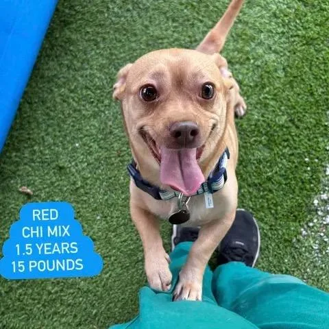 An adult medium-sized male Yellow / Tan / Blond / Fawn Chihuahua dog named Red for adoption in Tampa, FL