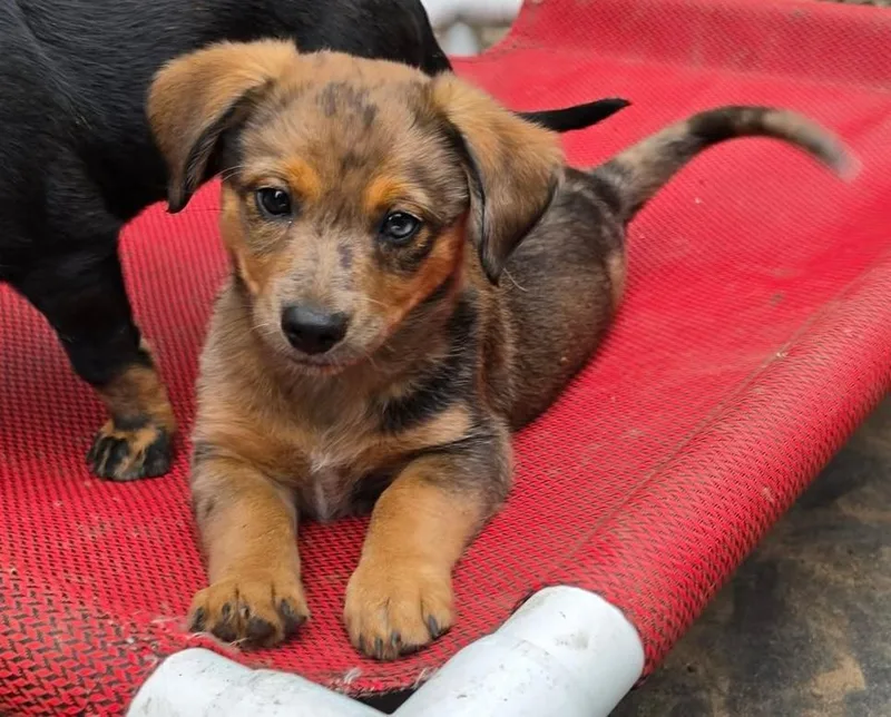 A baby medium-sized male Brindle Dachshund dog named Roman for adoption in Silvana, WA