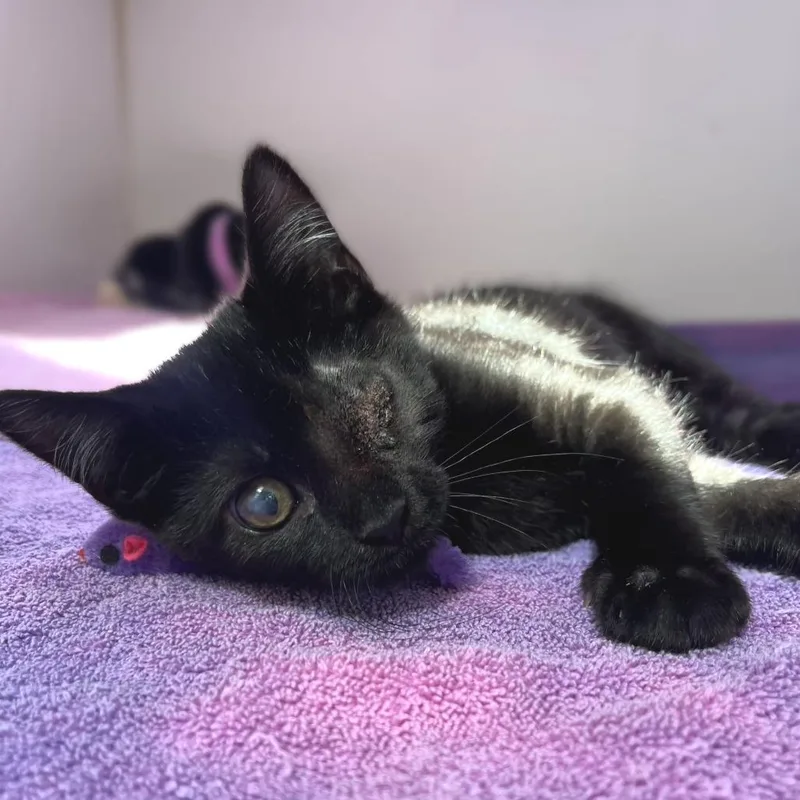 A baby small-sized male Black Domestic Short Hair cat named Lasagna for adoption in Newark, NJ