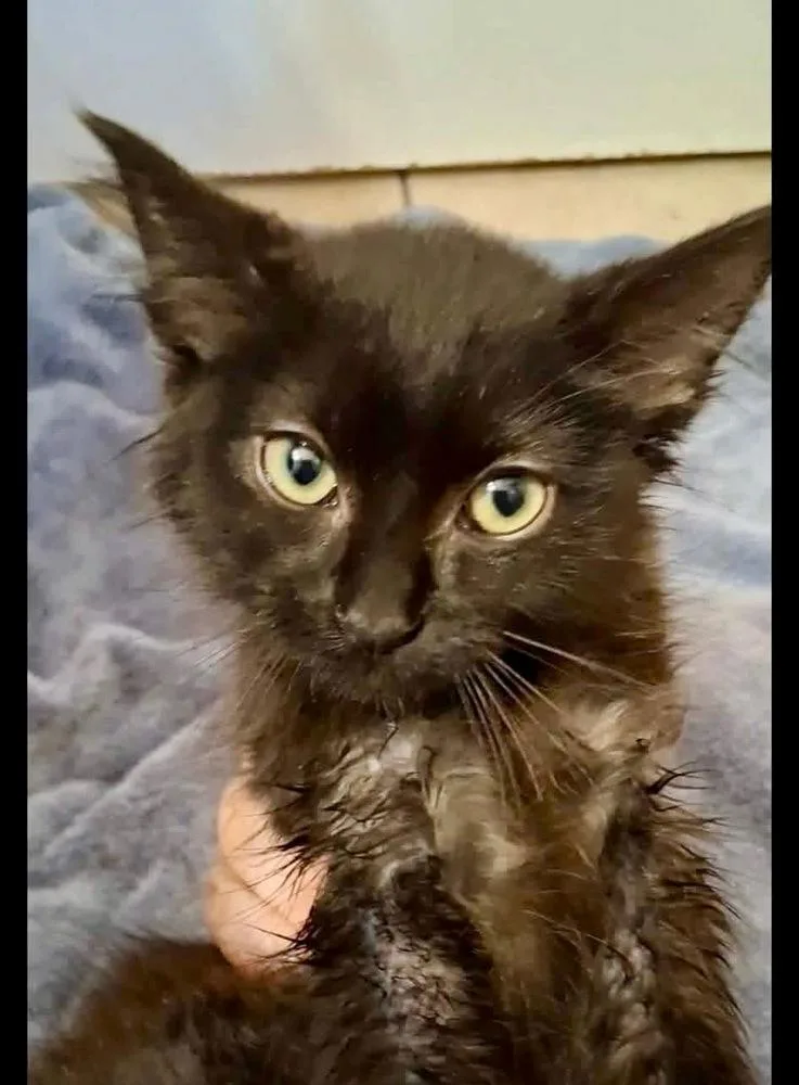 A baby small-sized female Black Domestic Short Hair cat named Raven for adoption in Shawnee, OK