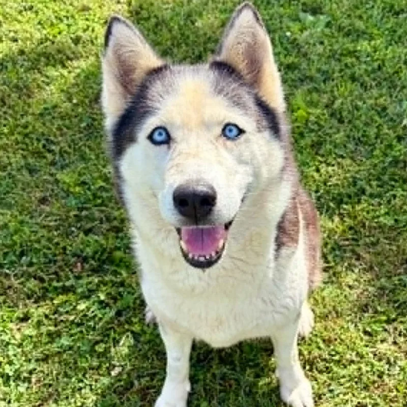 An adult large-sized female Husky dog named Sage for adoption in Rushville, IL