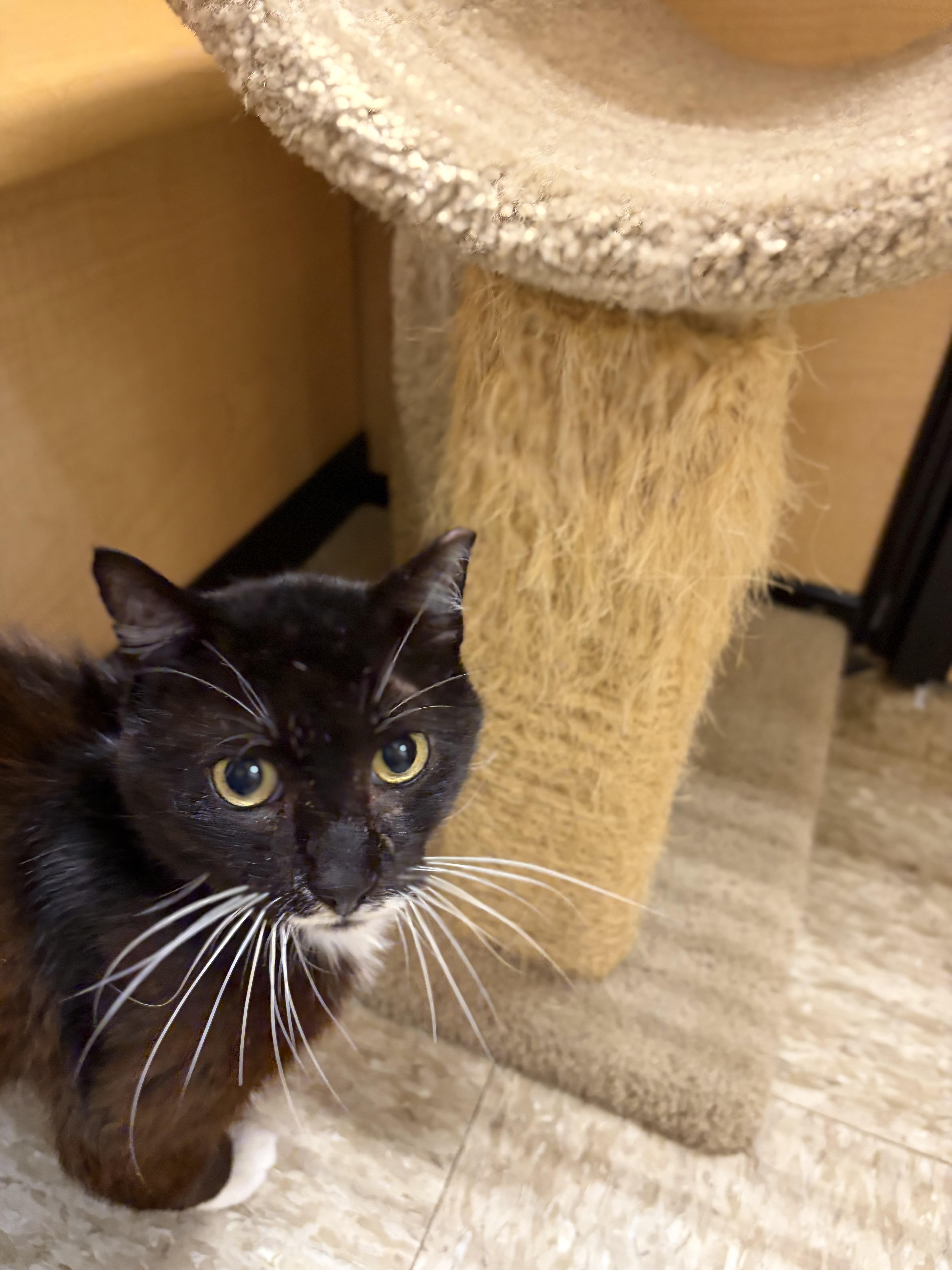 An adult medium-sized male Domestic Short Hair cat named Penguin R for adoption in Stowe, PA