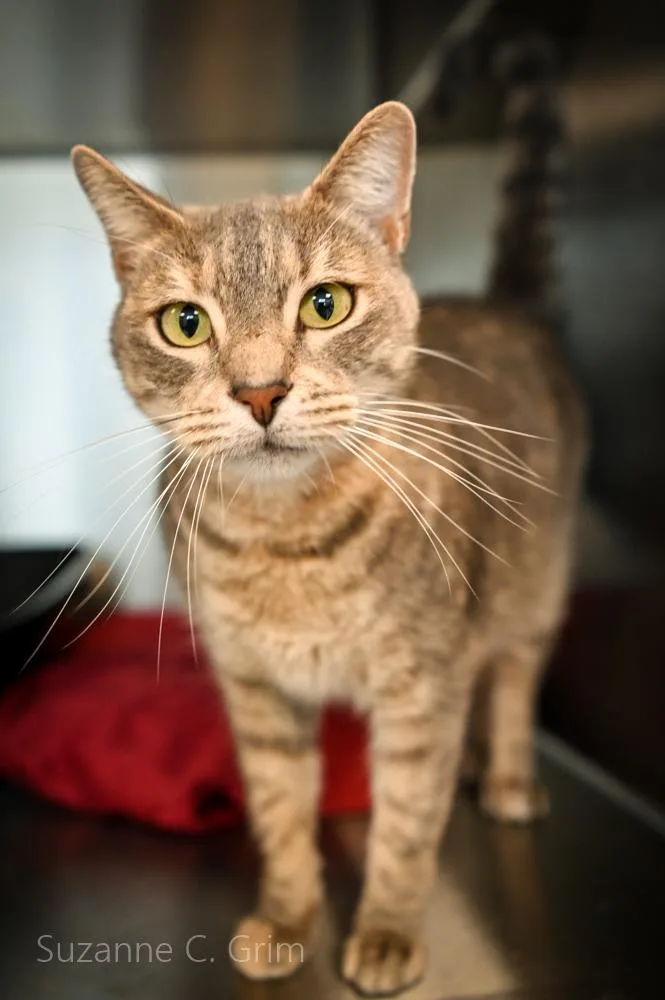 An adult small-sized female Domestic Short Hair cat named Tutu for adoption in New Orleans, LA