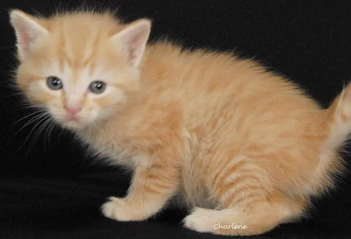 A baby medium-sized male Tabby (Orange / Red) Domestic Short Hair cat named Gigglesnort for adoption in Newland, NC