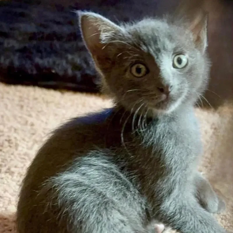 A young small-sized male Russian Blue cat named Gordon Ramsey for adoption in Fort Payne, AL