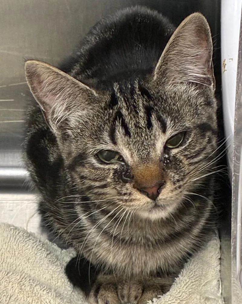 A baby small-sized female Domestic Short Hair cat named A.J. Ferguson for adoption in Hartsville, SC