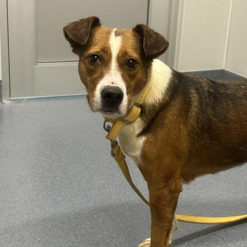 An adult medium-sized female Yellow / Tan / Blond / Fawn Mixed Breed dog named Stella for adoption in St Joseph, MO