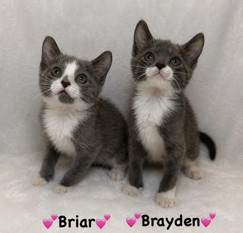 A baby medium-sized female Gray & White Domestic Short Hair cat named Briar And Brayden for adoption in Copley, OH