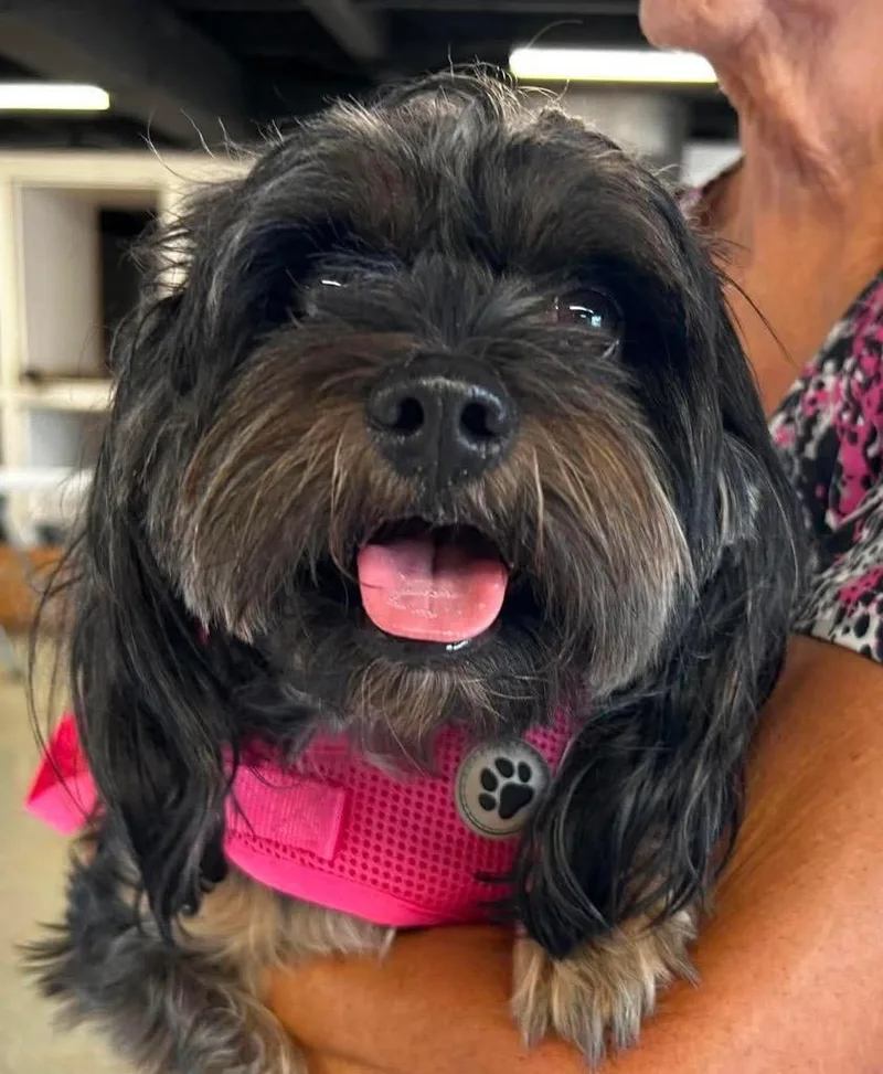 An adult large-sized female Shih Tzu dog named Sassy $ for adoption in Milwaukee, WI