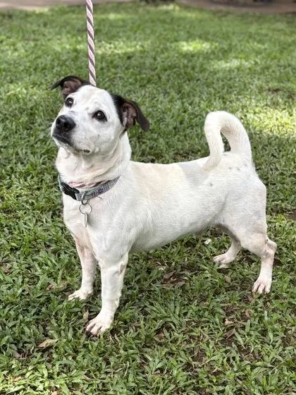 An adult small-sized male Fox Terrier dog named Tucker for adoption in Honolulu, HI