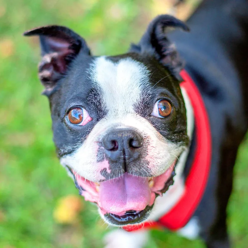 An adult small-sized male Bicolor Boston Terrier dog named Buddy for adoption in Baton Rouge, LA