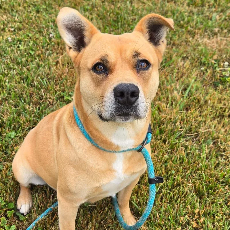 An adult medium-sized female Yellow / Tan / Blond / Fawn Mixed Breed dog named Precious for adoption in Hendersonville, NC