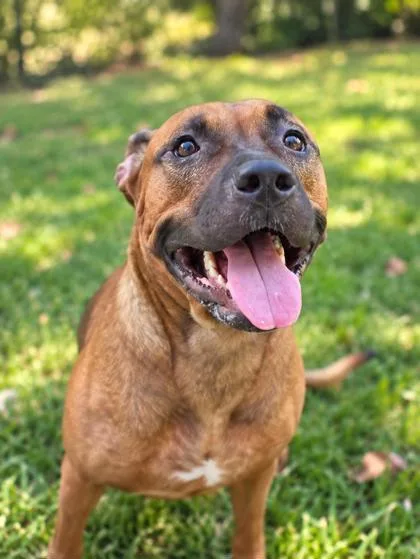 An adult large-sized female Mixed Breed dog named Puddin for adoption in Savannah, GA