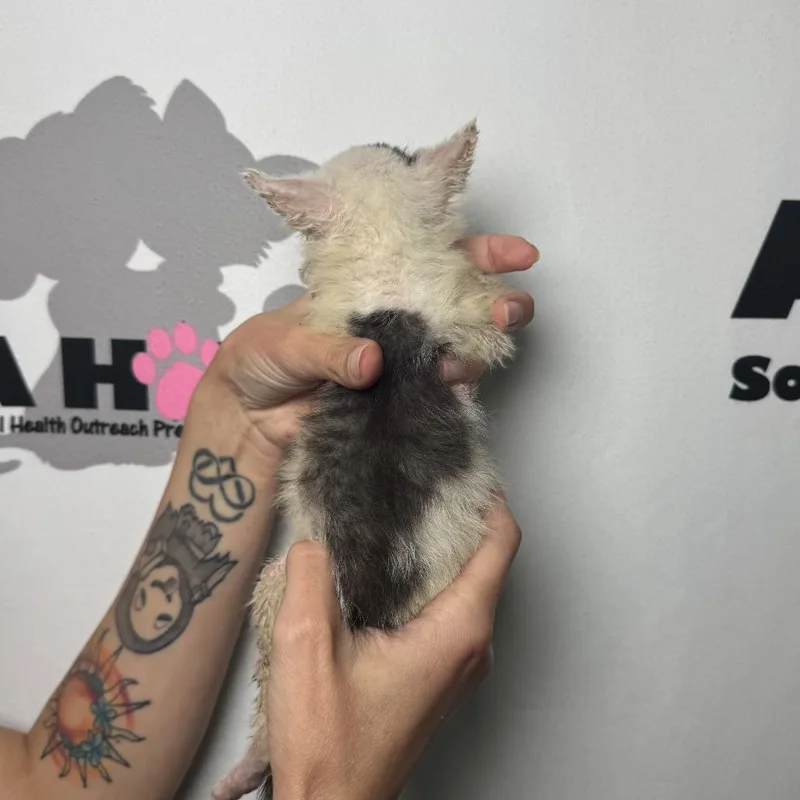 Peppercorn thumbnail 2