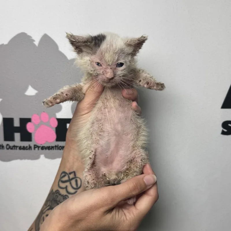 Peppercorn thumbnail 3