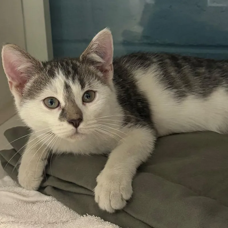 A baby small-sized male White Domestic Short Hair cat named Speedy for adoption in East Hanover, NJ