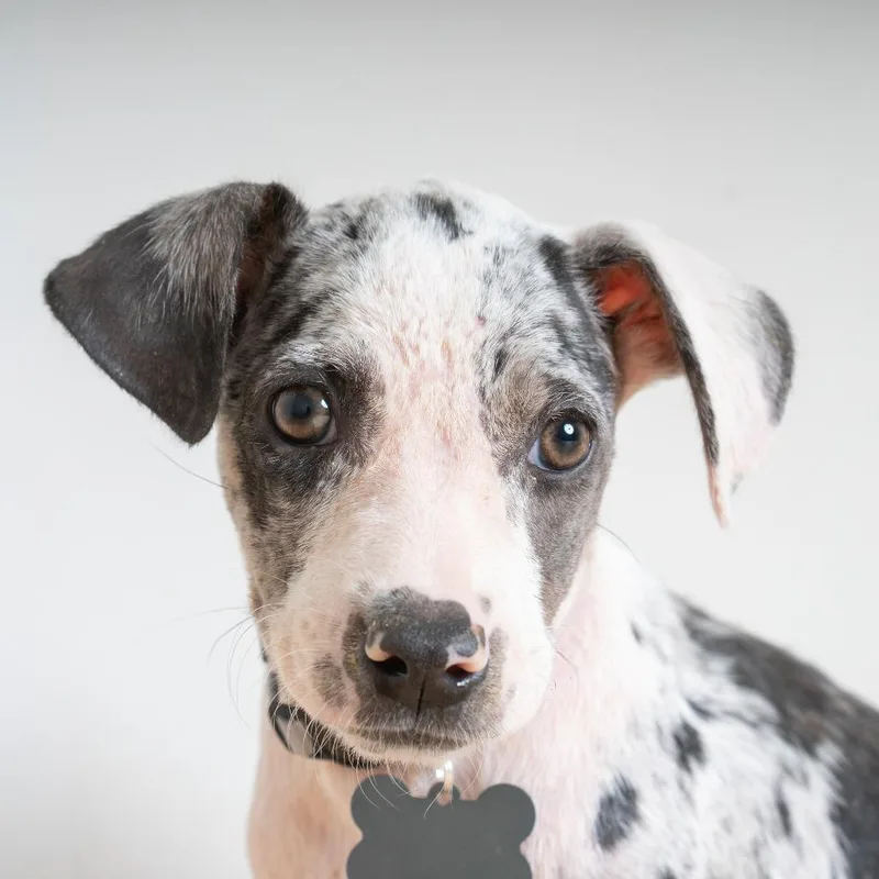 A baby small-sized female Gray / Blue / Silver Terrier dog named Edna D for adoption in Minnetonka, MN