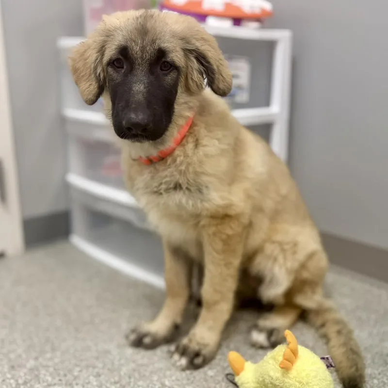 A baby extra large-sized female Yellow / Tan / Blond / Fawn Tibetan Mastiff dog named Breeze for adoption in Whitehall, PA
