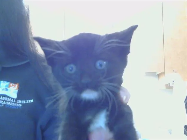 Skeeter