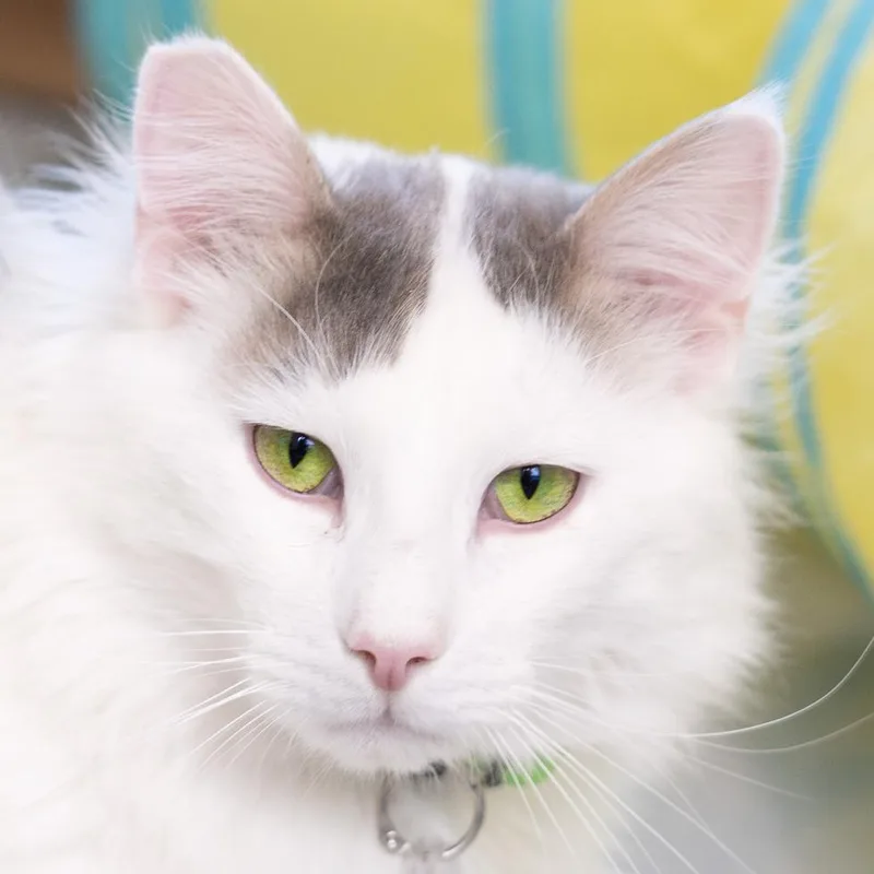 An adult large-sized male White Domestic Medium Hair cat named Whiskers for adoption in Lakewood, CO